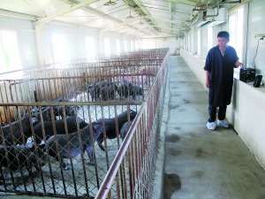 大学生成立公司养猪首批30头被一抢而空（图）