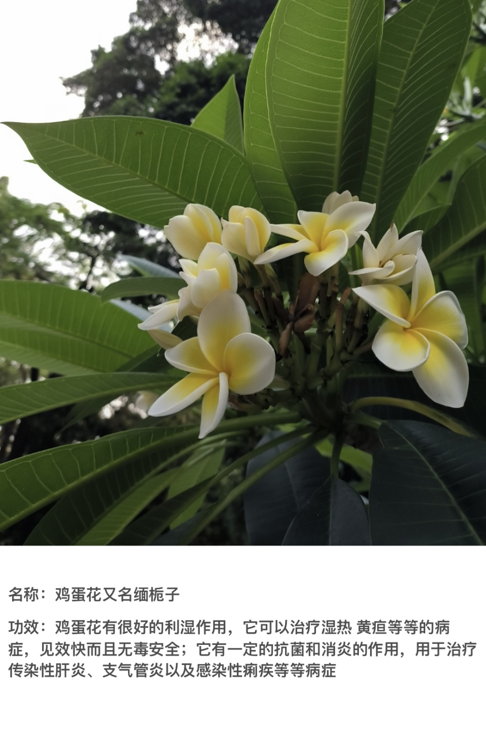 cbf66b5251994f5f826cc483cc82cdec.Png